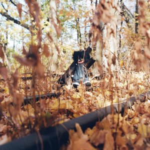 billy woods - 'GOLLIWOG' Cover Art